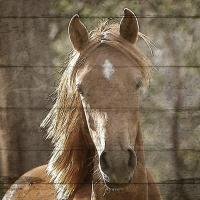 Farm Life 6 #52046