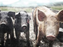 Three Little Pigs #52066 Three Little Pigs #52066