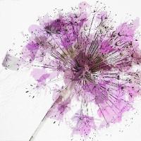 Modern Lilac II #52688 Modern Lilac II #52688