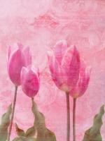 Tulip Love 2 #52746