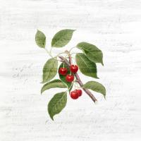 Cherries 3 #52757