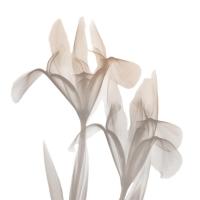 Dry Iris #52764