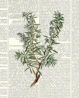 Fresh Herbs 1 #52797 Fresh Herbs 1 #52797