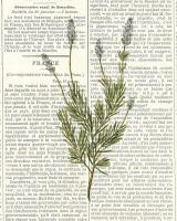 Fresh Herbs 4 #52800
