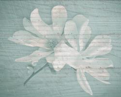 County Bloom #52807