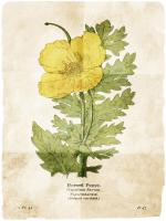 Flower Page Two #52858 Flower Page Two #52858