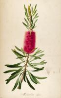 Bottle Brush #52878 Bottle Brush #52878
