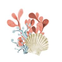 Coral Coastal 5 #52895 Coral Coastal 5 #52895