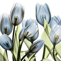 Tulip Blues 1 #52935 Tulip Blues 1 #52935
