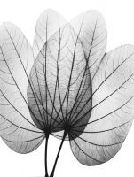 orchid tree white #52944 orchid tree white #52944