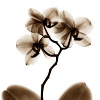 Orchid - C81 #52947 Orchid - C81 #52947