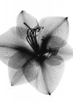 Amaryllis2 #52948 Amaryllis2 #52948