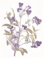 Lavender Flowers #52977 Lavender Flowers #52977