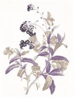 Lavender Flowers Two #52978 Lavender Flowers Two #52978