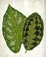 Botanical Greens 1 #53059 Botanical Greens 1 #53059
