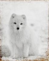 White Out #53068 White Out #53068