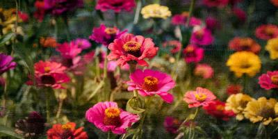 Zinnias in Bloom #53074 Zinnias in Bloom #53074
