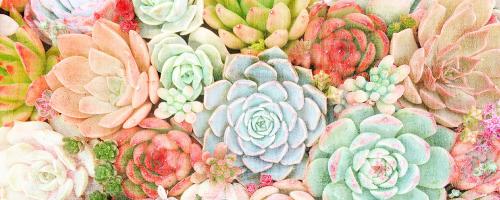 Colorful Succulents 1 #53075 Colorful Succulents 1 #53075