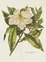 Herbal Botanical II Flower #53200 Herbal Botanical II Flower #53200