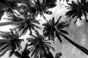Passerby Palms 2 #53231 Passerby Palms 2 #53231