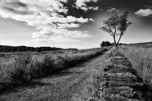 Stone Wall #53590 Stone Wall #53590