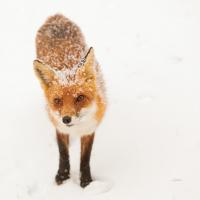Red Fox I #53600 Red Fox I #53600
