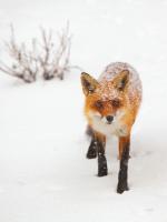 Red Fox III #53602 Red Fox III #53602