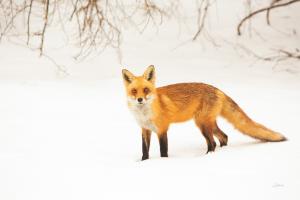 Red Fox IV #53603 Red Fox IV #53603