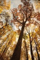 Towering Trees I #53649 Towering Trees I #53649