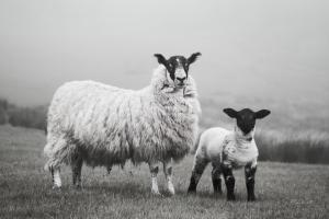 Islay Sheep I #53672 Islay Sheep I #53672