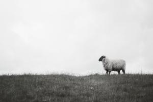 Islay Sheep II #53673 Islay Sheep II #53673