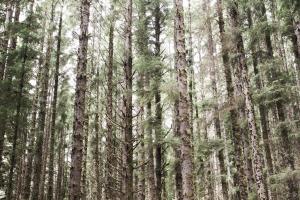 Mossy Pines #53676 Mossy Pines #53676