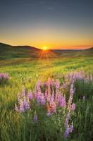 Prairie Sunrise #53743 Prairie Sunrise #53743