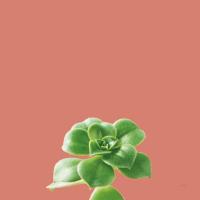 Succulent Simplicity VII Coral #54224 Succulent Simplicity VII Coral #54224