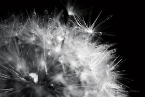 Dandelion Dewdrops I #55010 Dandelion Dewdrops I #55010