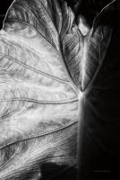 Elephant Ear I #55160 Elephant Ear I #55160