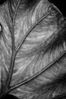 Elephant Ear II #55161 Elephant Ear II #55161