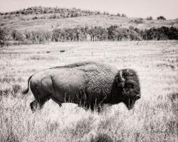 Buffalo I BW #55164 Buffalo I BW #55164