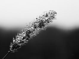 Seeds and Water II #55248 Seeds and Water II #55248