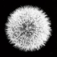 Dandelion on Black I #55250 Dandelion on Black I #55250
