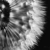 Dandelion on Black III #55252 Dandelion on Black III #55252