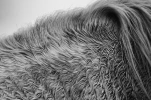 Horse Hair #55299 Horse Hair #55299