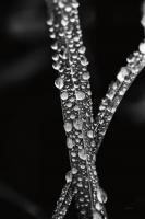 Water Droplets #55304 Water Droplets #55304