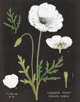 White Poppy Chart #55634 White Poppy Chart #55634