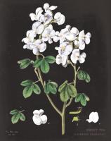 White Sweet Pea Chart #55635