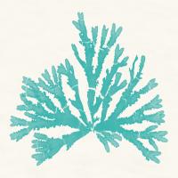 Pacific Sea Mosses IV Aqua #55911 Pacific Sea Mosses IV Aqua #55911