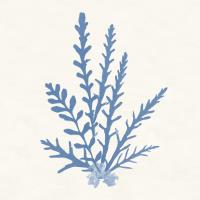 Pacific Sea Mosses III Light Blue #55914 Pacific Sea Mosses III Light Blue #55914