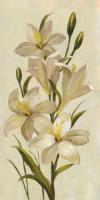 Elegant White Florals I #56804 Elegant White Florals I #56804