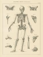 Skeleton Chart #56937 Skeleton Chart #56937