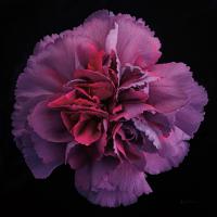 Floral Majesty IV #57680 Floral Majesty IV #57680